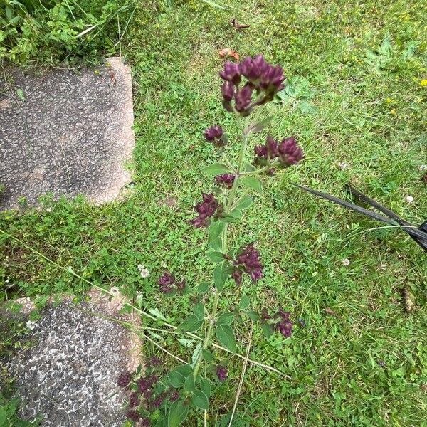 Origanum vulgare Flower