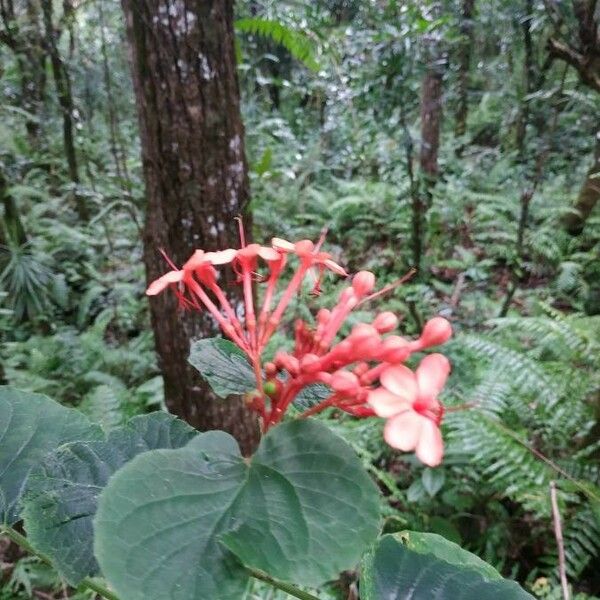 Clerodendrum speciosissimum Цветок