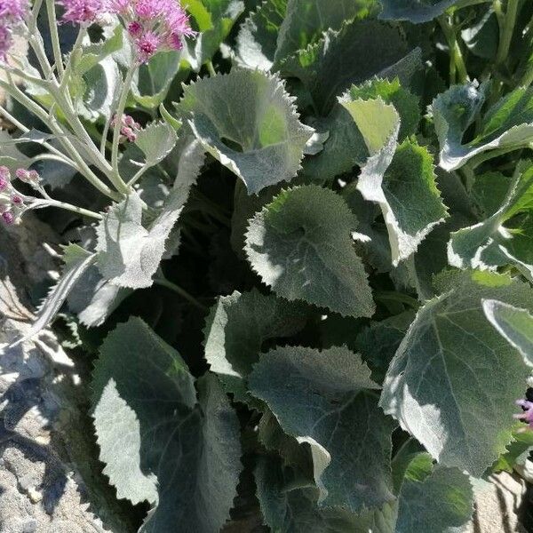 Adenostyles leucophylla Leaf