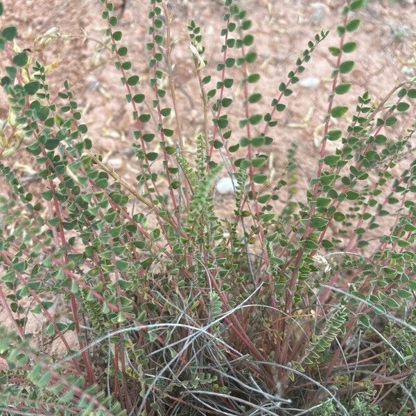 Astragalus monspessulanus Hostoa