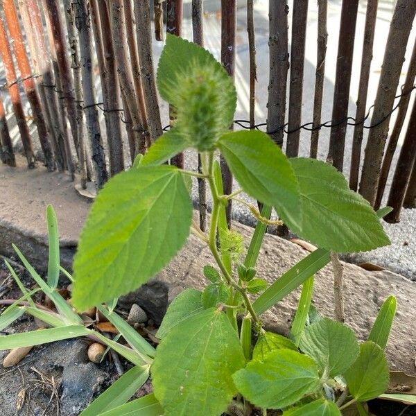 Acalypha alopecuroidea Ліст