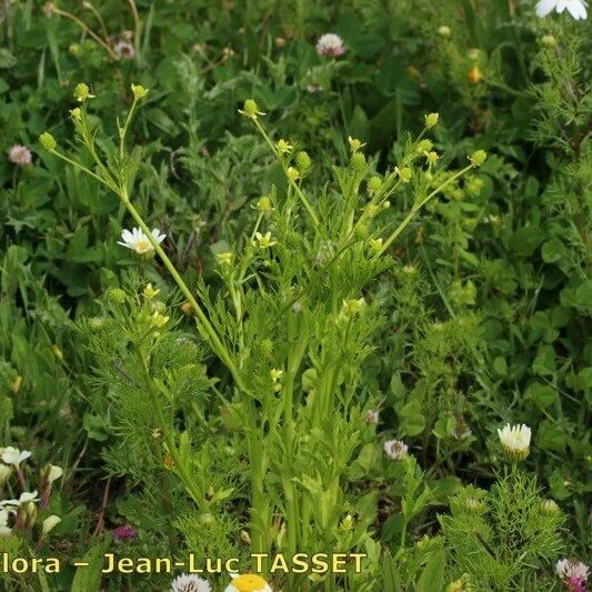 Ranunculus trilobus Habit
