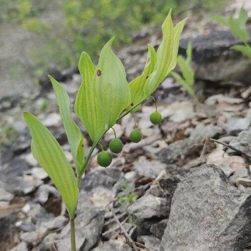 Polygonatum odoratum Blatt