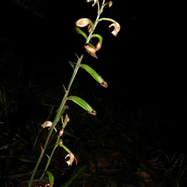 Eulophia maculata Fruchs