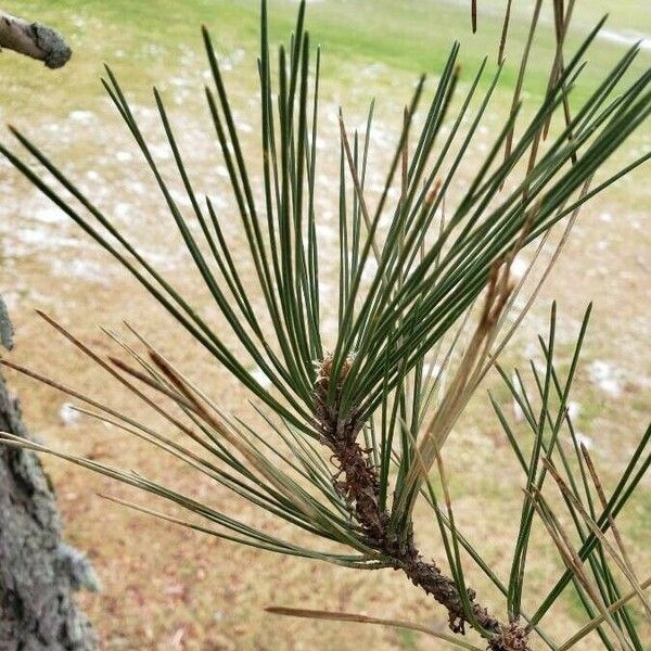 Pinus nigra Ліст