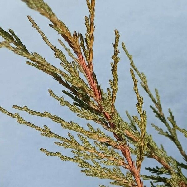 Juniperus scopulorum Leaf