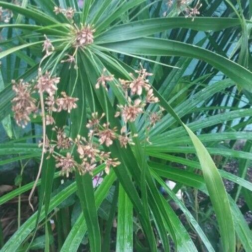 Cyperus alternifolius (Umbrella sedge)