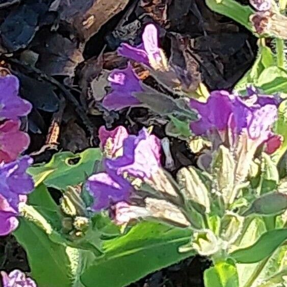 Pulmonaria mollis Цвят