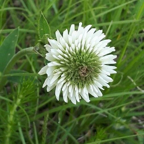 Trifolium montanum Flower