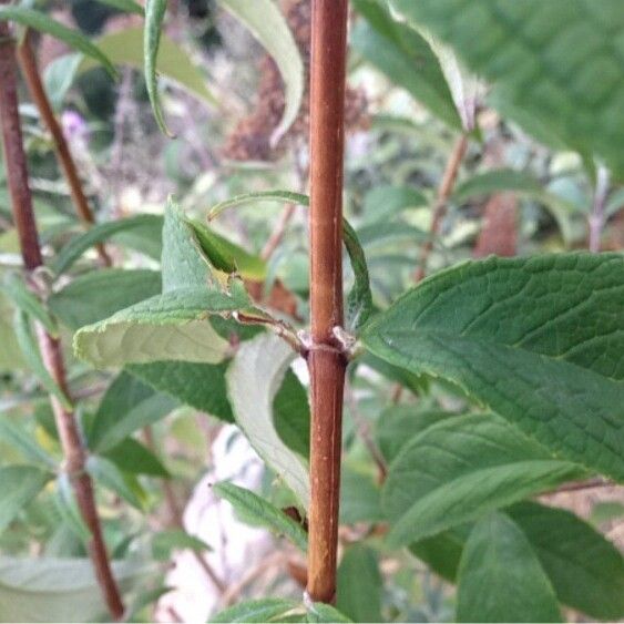 Buddleja davidii Azala