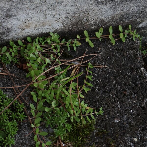 Sedum sarmentosum Blad