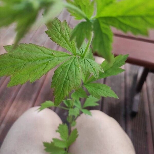 Geum aleppicum Leaf