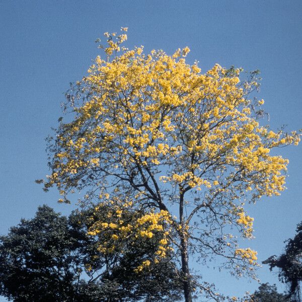 Handroanthus serratifolius 整株植物