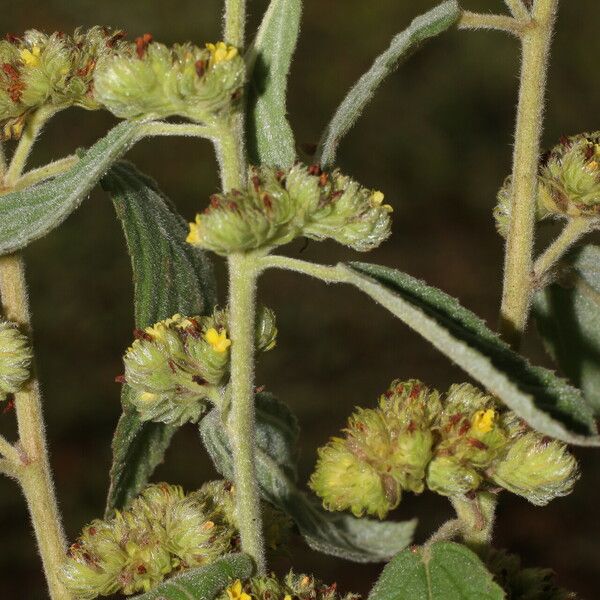 Waltheria indica Цветок