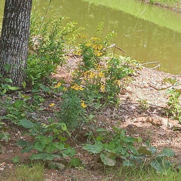 Coreopsis major Цветок