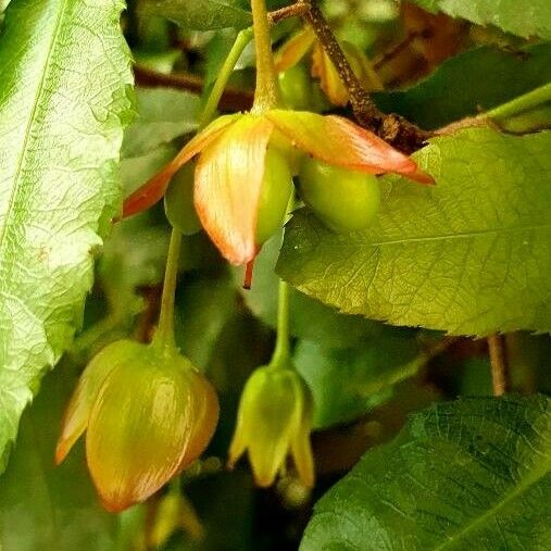 Ochna serrulata Flower