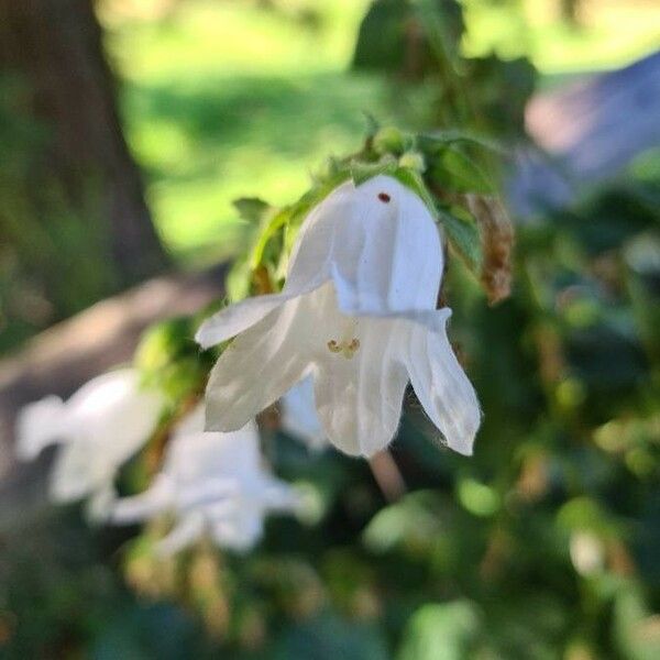 Campanula alliariifolia 花