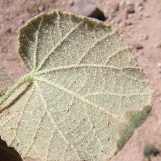 Abutilon abutiloides List