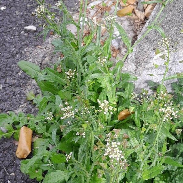 Capsella bursa-pastoris Habitat