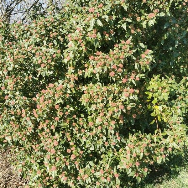 Viburnum rigidum आदत