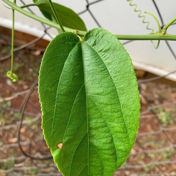 Passiflora coccinea Leaf