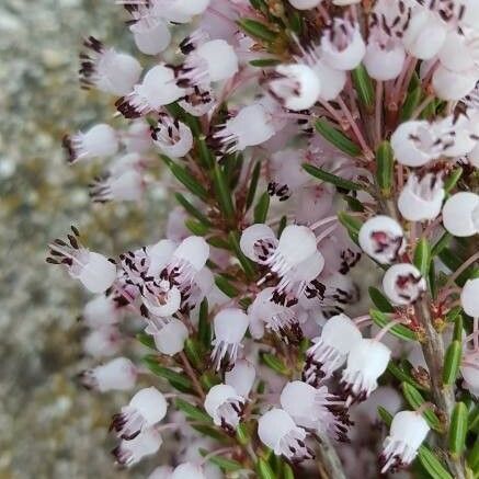 Erica vagans Kukka