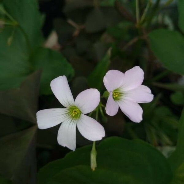 Oxalis incarnata 花