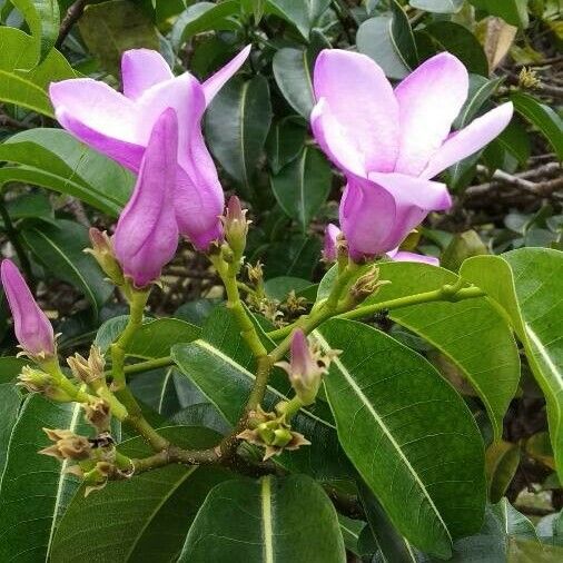 Cryptostegia madagascariensis Flower