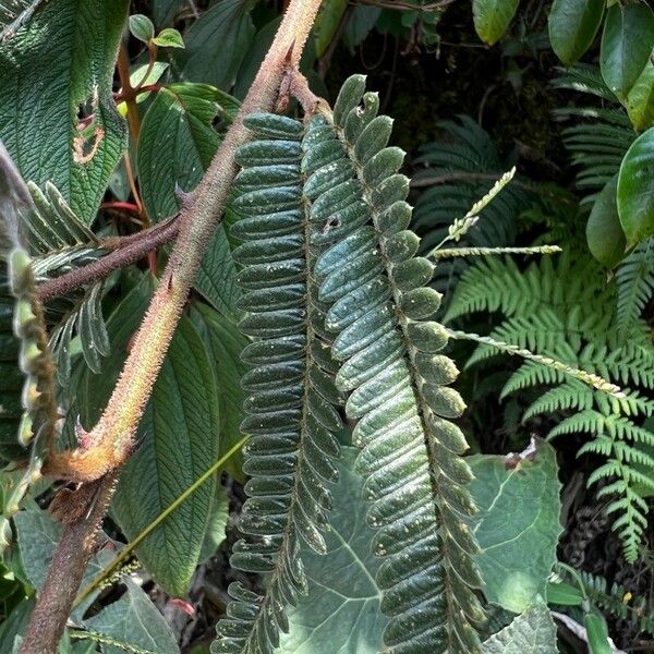 Mimosa pudica पत्ता