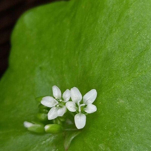 Claytonia perfoliata Blüte