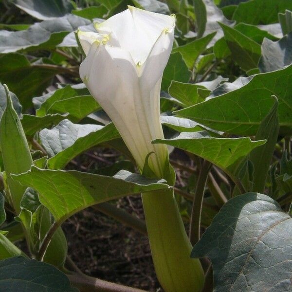 Datura inoxia ফুল