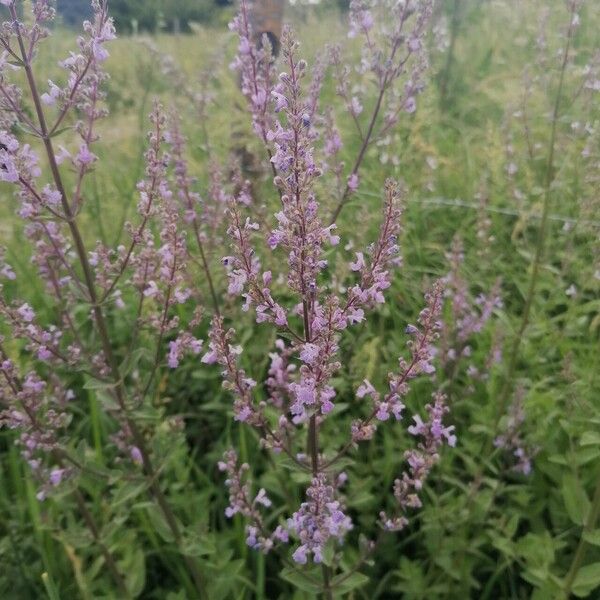 Nepeta nuda 花