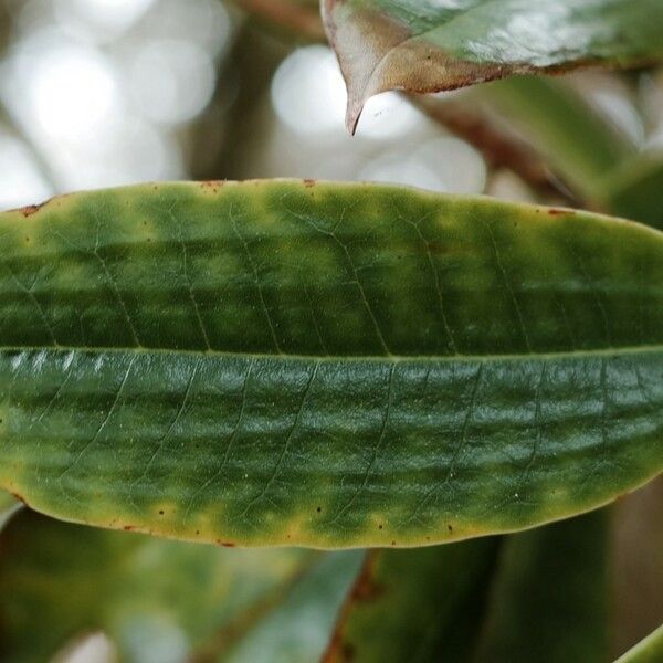 Rhododendron argyrophyllum Blatt