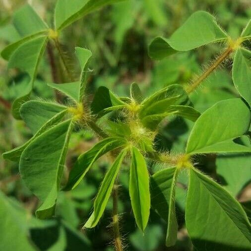 Crotalaria incana Vivejo