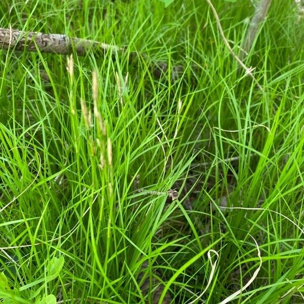 Carex alba Leaf