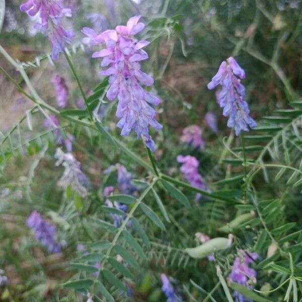 Vicia cracca 花