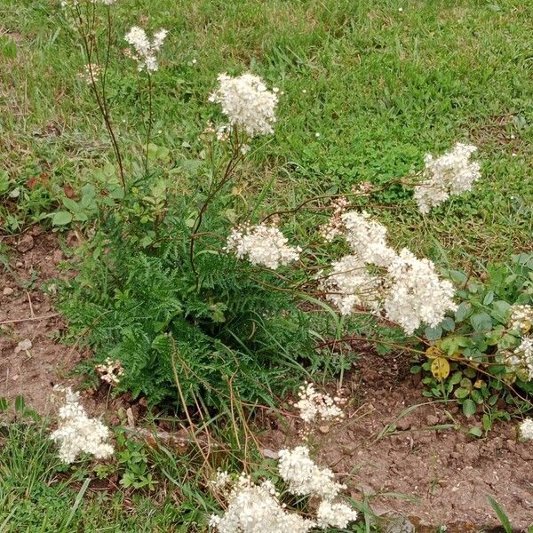 Filipendula vulgaris Habit