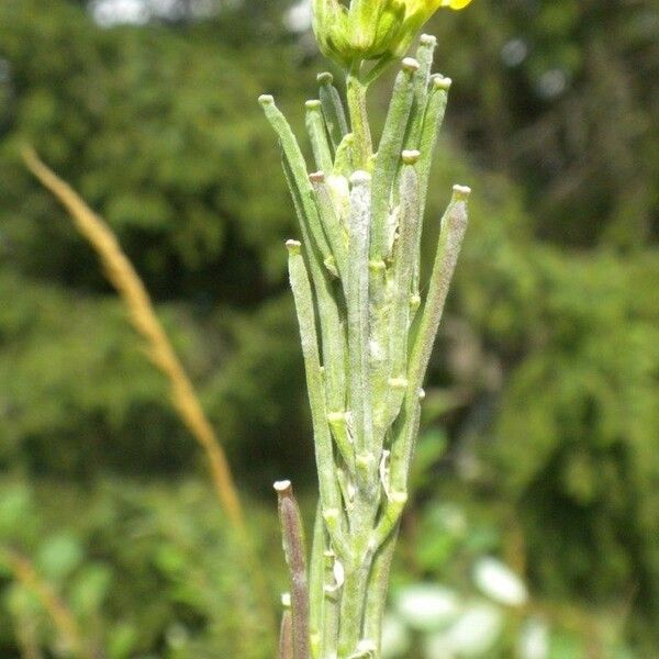 Erysimum virgatum অন্যান্য