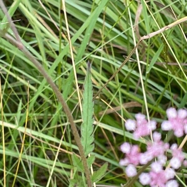 Torilis japonica Blatt