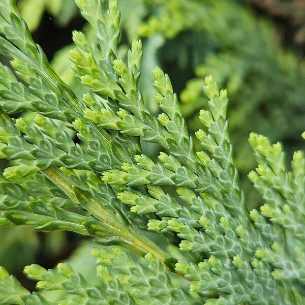 Chamaecyparis lawsoniana Frunză