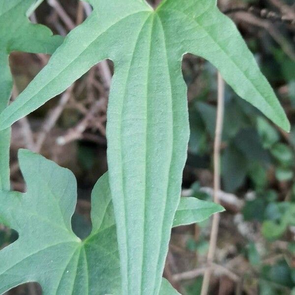 Dioscorea brachybotrya Lehti