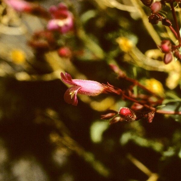 Penstemon petiolatus 花