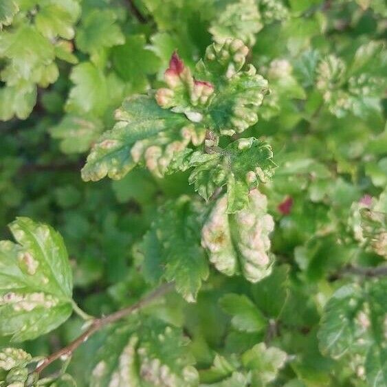 Ribes alpinum Leaf