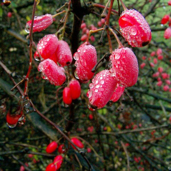 Berberis vulgaris Fruit