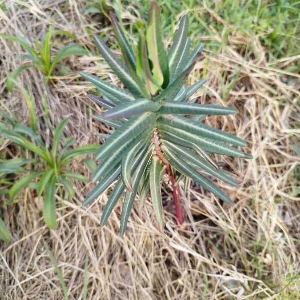 Euphorbia lathyris برگ