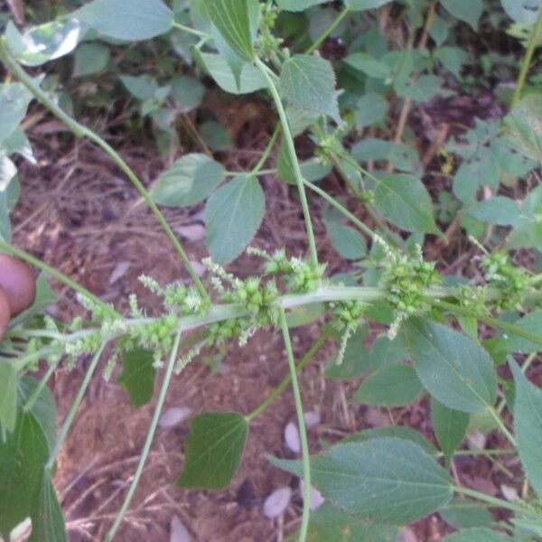 Acalypha ciliata その他の提案