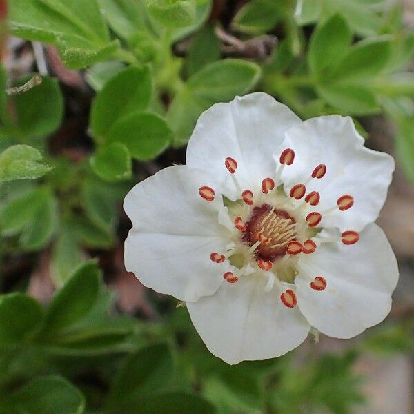 Potentilla nitida Flor