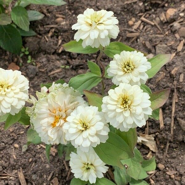 Zinnia angustifolia Blad