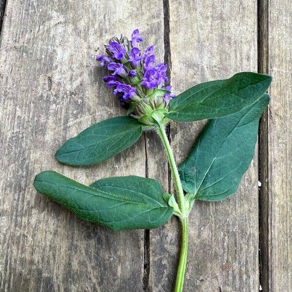 Prunella vulgaris Květ