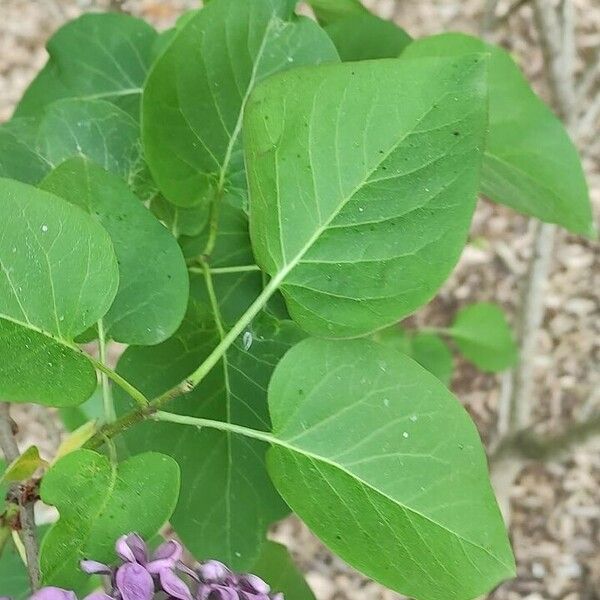 Syringa vulgaris 葉